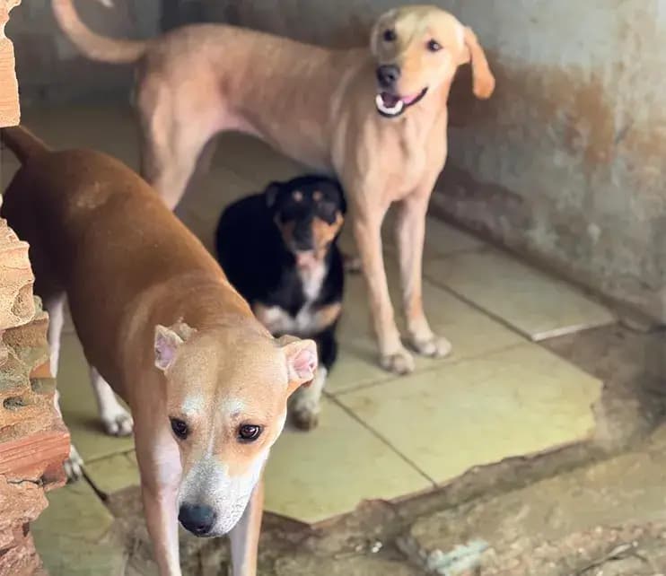Não deixe eles passando fome